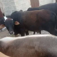 فروش گوساله نر جرسی