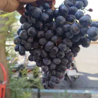 شانی درجه یک صندوق چوبی قیمت واقعی