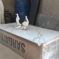 یک جفت کفتر رنگی  خوب نسل دار