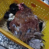 مرغ مادر با جوجه ... مرغ و خروس