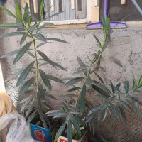 گل فروشی