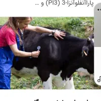 واکسن تب برفکی