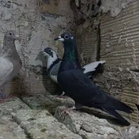 کفتر کبوتر|پرنده|مشهد, شهید معقول|دیوار