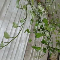 گل و گلدان پتوس|گل و گیاه طبیعی|قدس, شهرقدس|دیوار