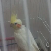 عروس ماده