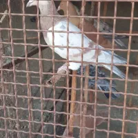 کبوتر هفت رنگ