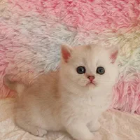 کانال گربه میوهاپ ( پرشین / بریتیش / اسکاتیش )|گربه|اصفهان, جلفا|دیوار