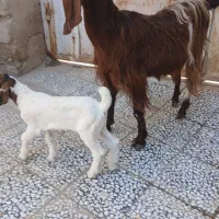 بز زاید با کهره نر