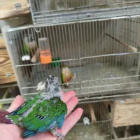 جوجه گرینچیک و عروس هلندی|پرنده|شاهین‌شهر, نظامی|دیوار