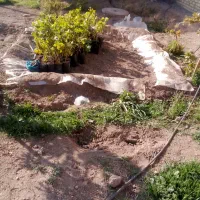 نهال|عمده‌فروشی|اقبالیه, |دیوار