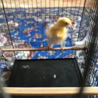 قناری ماده فری|پرنده|سبزوار, هویزه|دیوار