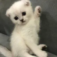 گربه