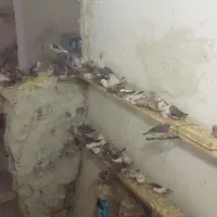 فنچ نروماده و جوجه