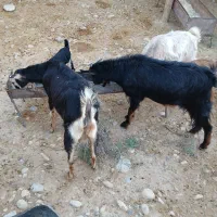 فروش بز|حیوانات مزرعه|مهران (ایلام), |دیوار