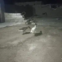 بط نرماده تخم گذار