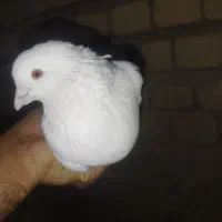 تهرانی اسمان خراش