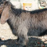 بز و بزغاله|حیوانات مزرعه|کرمانشاه, |دیوار