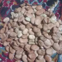 باقالا درجه یک|خوردنی و آشامیدنی|خان ببین, |دیوار