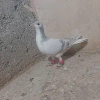 ساده .سفیدکرمانی و..|پرنده|مشهد, اروند|دیوار