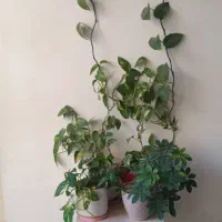 گل و گلدان|گل و گیاه طبیعی|قرچک, مهدیه|دیوار