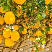 فروش نهال لیمو بهترین کیفیت ترکیه