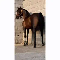 نریان سال ۶