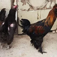 مرغ خروس جوجه نیمچه|حیوانات مزرعه|فردیس, فردیس|دیوار