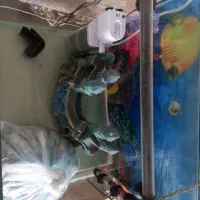 آکواریوم ماهی