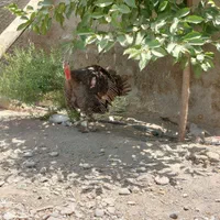 بوقلمون|حیوانات مزرعه|هشتگرد, هشتگرد قدیم|دیوار