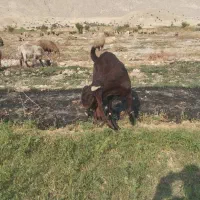 نر بز پاکستانی|حیوانات مزرعه|کازرون, |دیوار