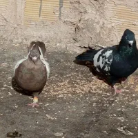 چهار جفت سینه پای هم جفتی 500پانصد