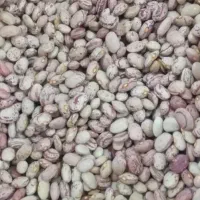 لوبیا چیتی و جارو لری و شهری