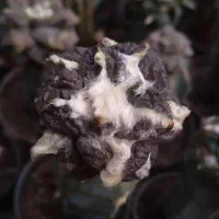 کاکتوس آریو