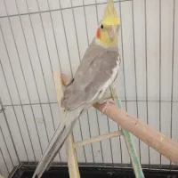 دو جفت عروس هلند سالم نر ماده|پرنده|شبستر, |دیوار