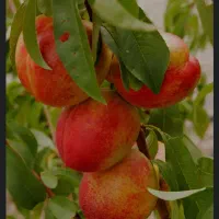 شلیل و هلو مشگین شهر و مغان