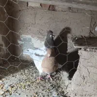 ۴عدد کبوتر پرشی کله ای ها جفت اون یکی ها نر|پرنده|بکتاش, |دیوار
