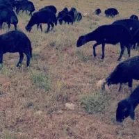 خرید و فروش عمده دام زنده