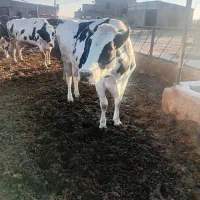 گاو و گوساله|حیوانات مزرعه|تربت جام, معدآباد|دیوار