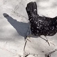 مرغ گلین|حیوانات مزرعه|هشتگرد, تهران دشت|دیوار