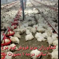 کود مرغی نقد ونسیه