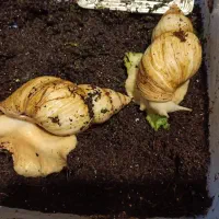 حلزون تخم گذار