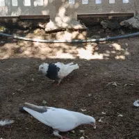 کبوتر.ماده ونر|پرنده|شوش, |دیوار