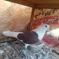 کبوتر کفتر دوکت سرخ|پرنده|مبارکه, |دیوار