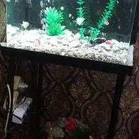 فروش فوری آکواریوم با پایه و لوازم جانبی زیر قیمت|ماهی|آستارا, |دیوار
