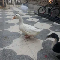 اردک|حیوانات مزرعه|شیراز, شهرک مهدی‌آباد|دیوار