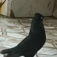 زاغ|پرنده|خرمشهر, |دیوار