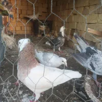 کفتر،کبوتر|پرنده|شیراز, اکبر آباد|دیوار