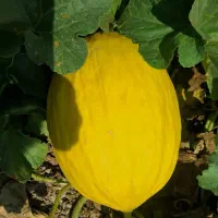 خربزه سفید و شیرازی نمونه