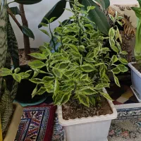 انواع گل در قیمت های خیلی مناسب|گل و گیاه طبیعی|سنندج, |دیوار