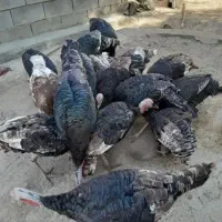 بوقلمون برنز  و بوربون امریکایی|حیوانات مزرعه|اقلید, |دیوار